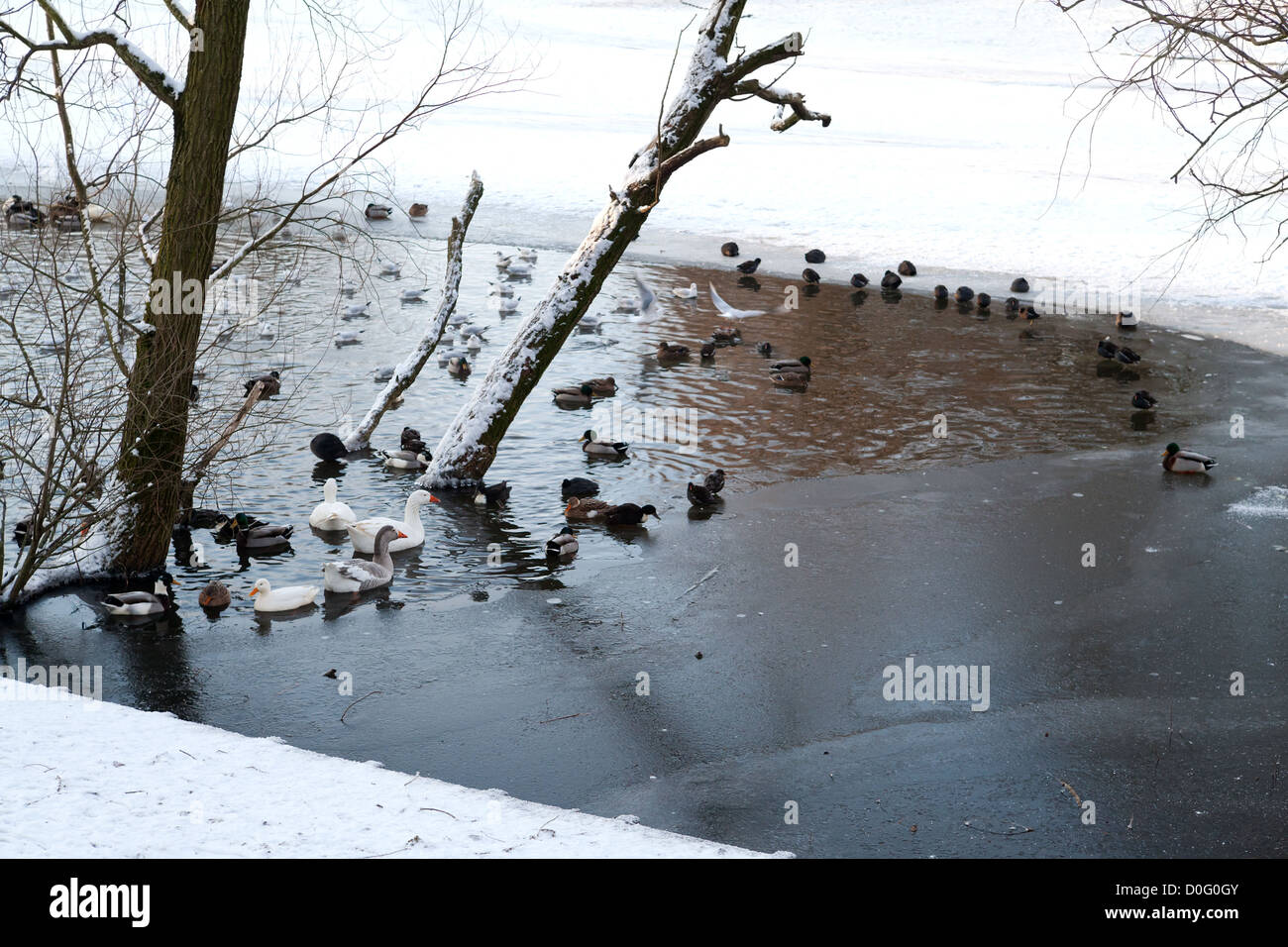 Wasservögel auf zugefrorenen See im winter Stockfoto
