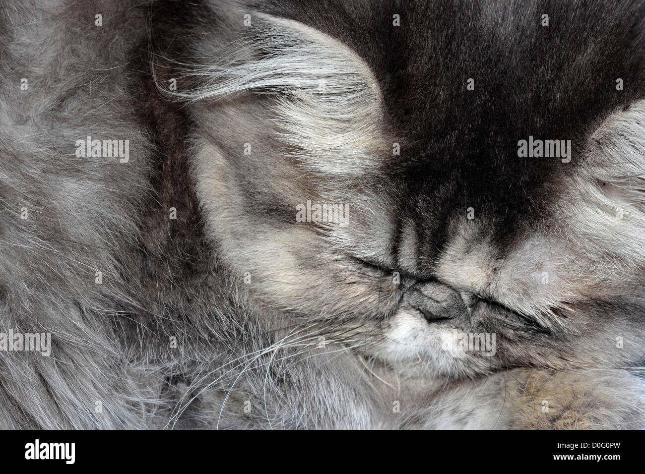 Graue Perser Kätzchen schlafen Stockfoto
