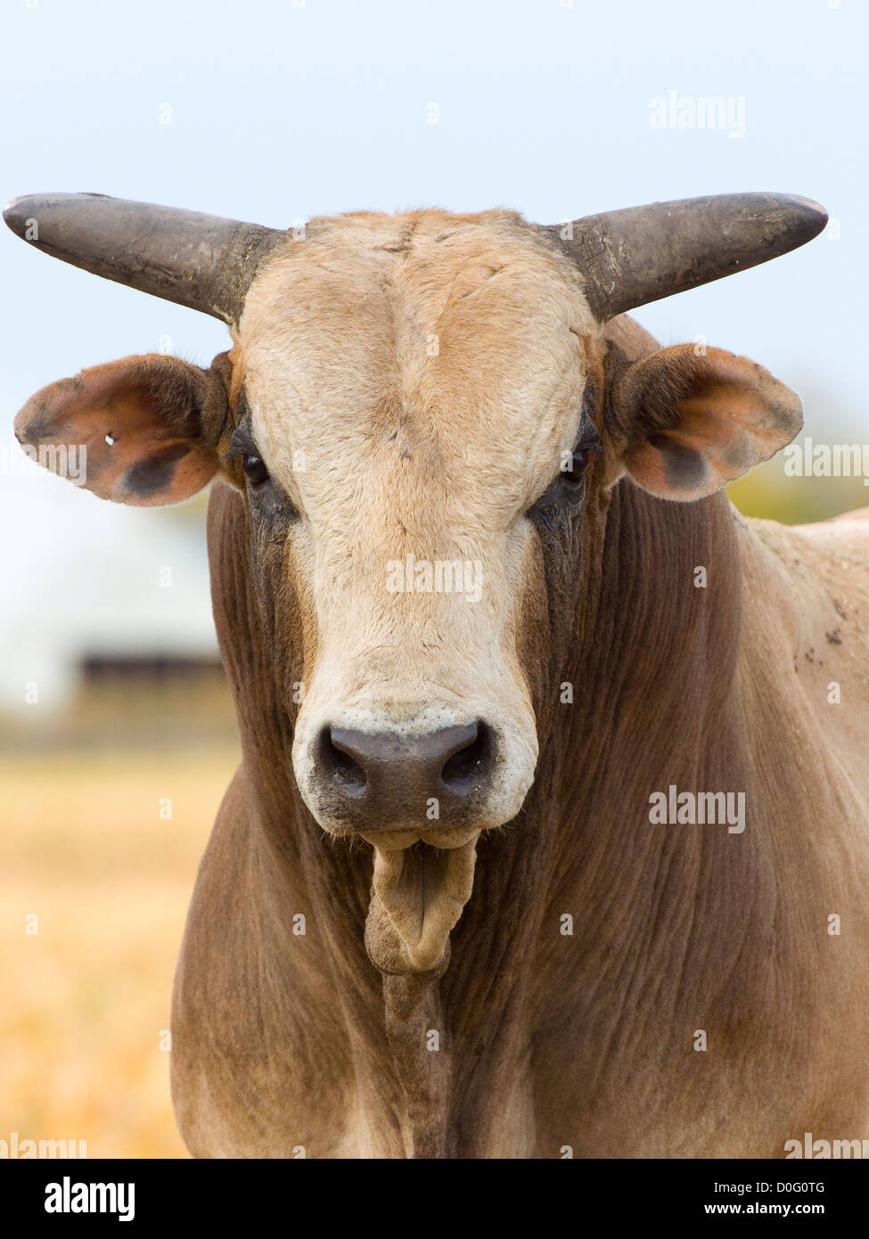 Großen bedeuten Angry Bull auf einer Weide Stockfoto