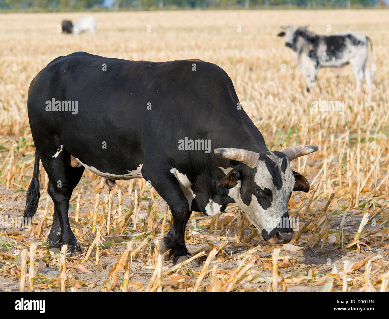 Großen bedeuten Angry Bull auf einer Weide Stockfoto