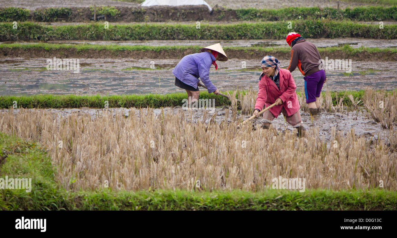 Frauen, die Arbeiten auf dem Gebiet in Mai Chau in Vietnam. Stockfoto