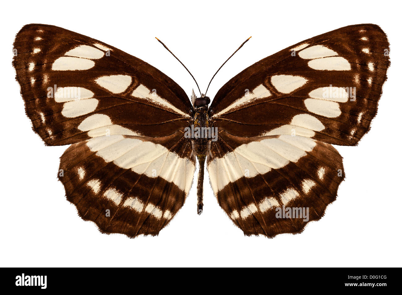 Schmetterling Arten Neptis Hylas "Gemeinsame Sailer" Stockfoto