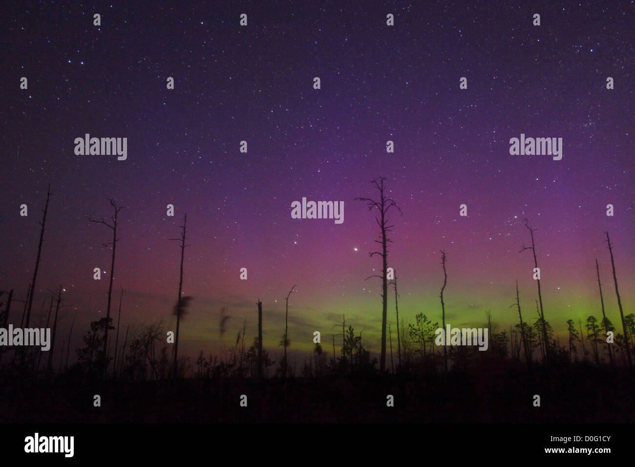 Nacht im Moor mit Bäumen und Nordlichter (Aurora Borealis) am Himmel. Estland, Europa, 14. April 2012. Stockfoto