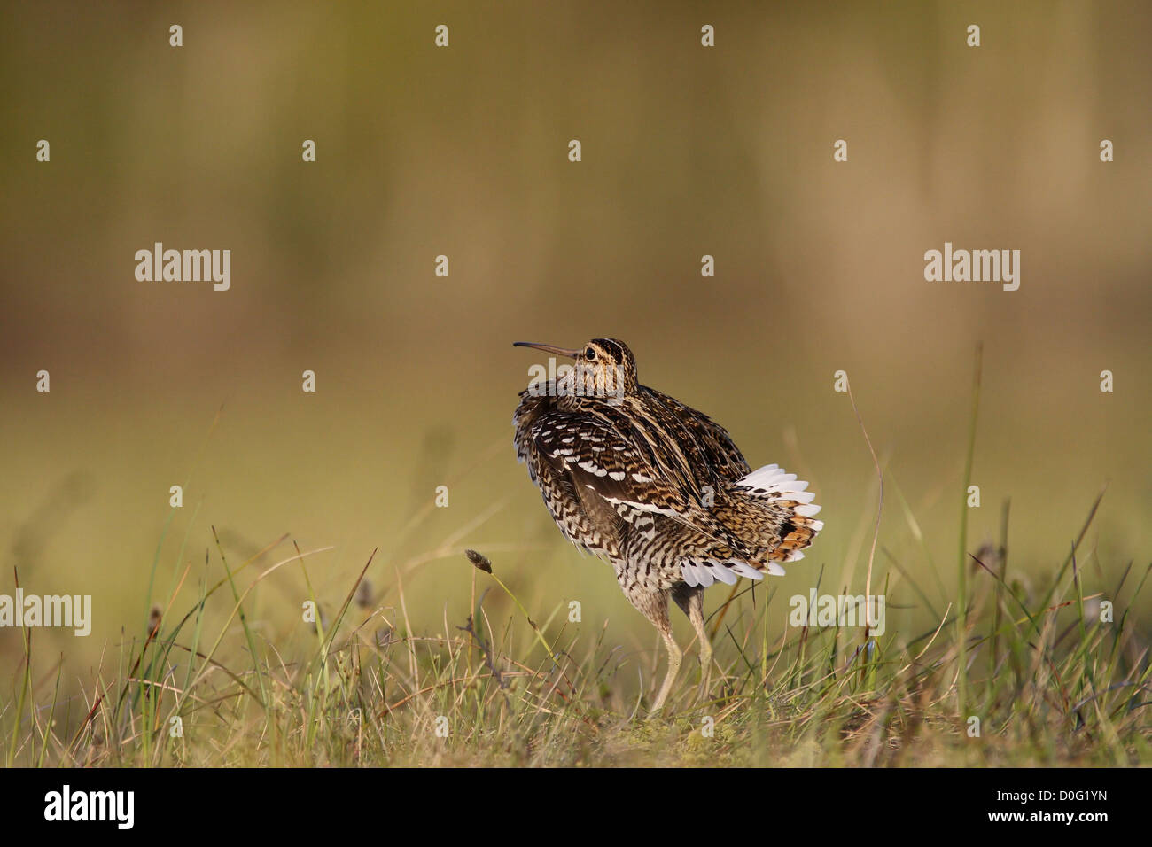 Tolle Snipe Lekking im skandinavischen Gebirge Stockfoto