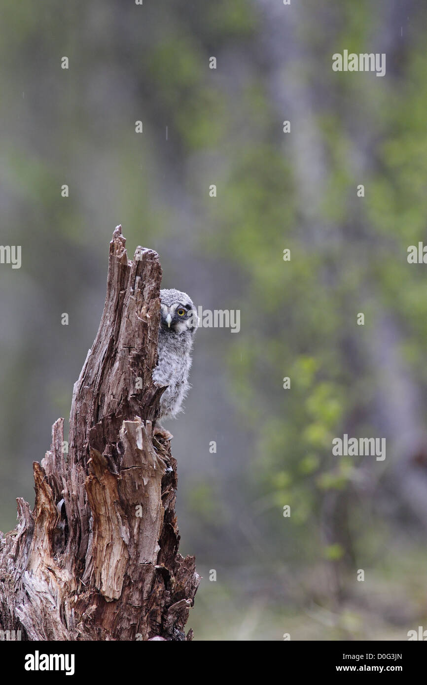 Eulen im alten Wald Stockfoto