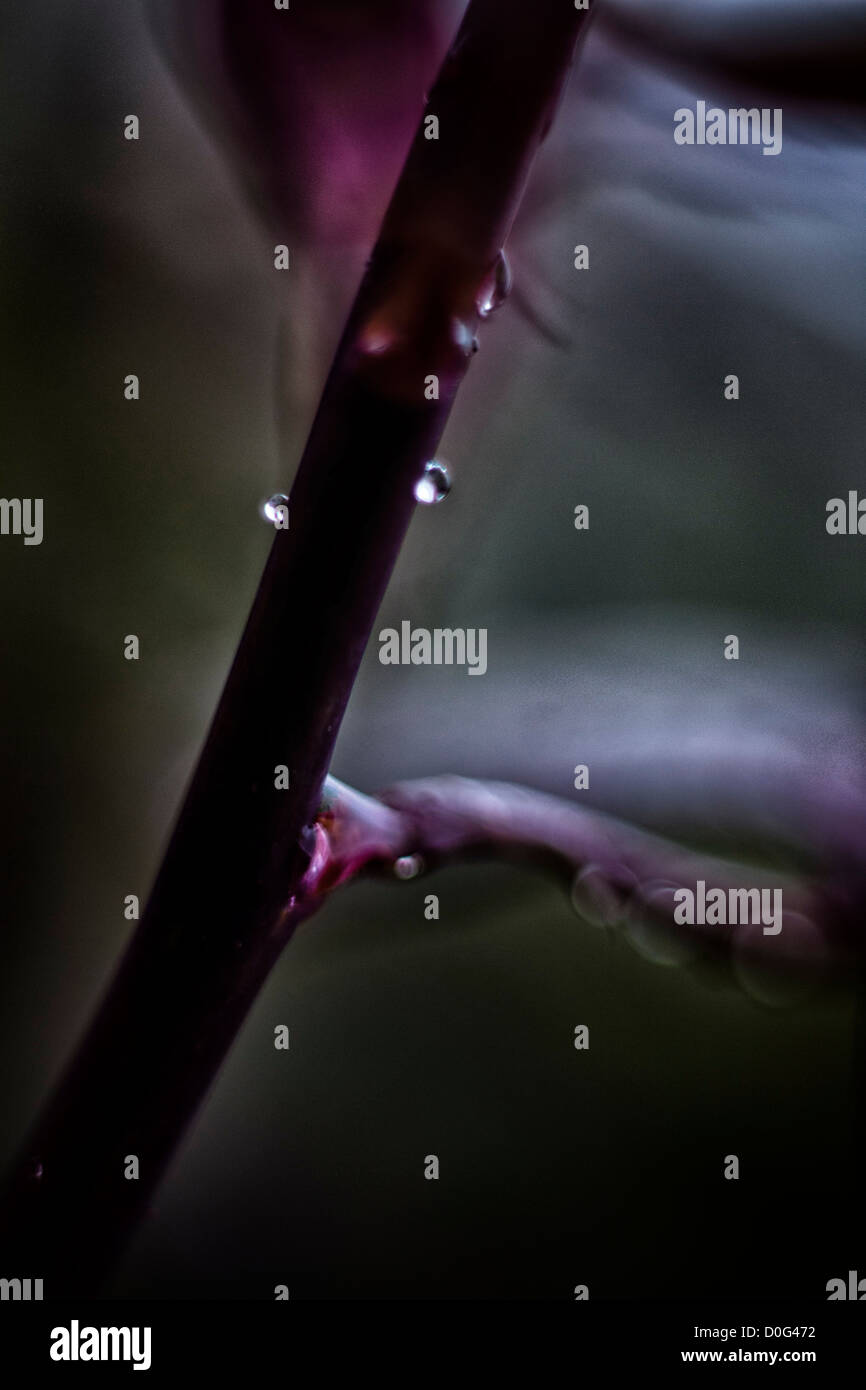 Wassertropfen auf einer Pflanze Stockfoto