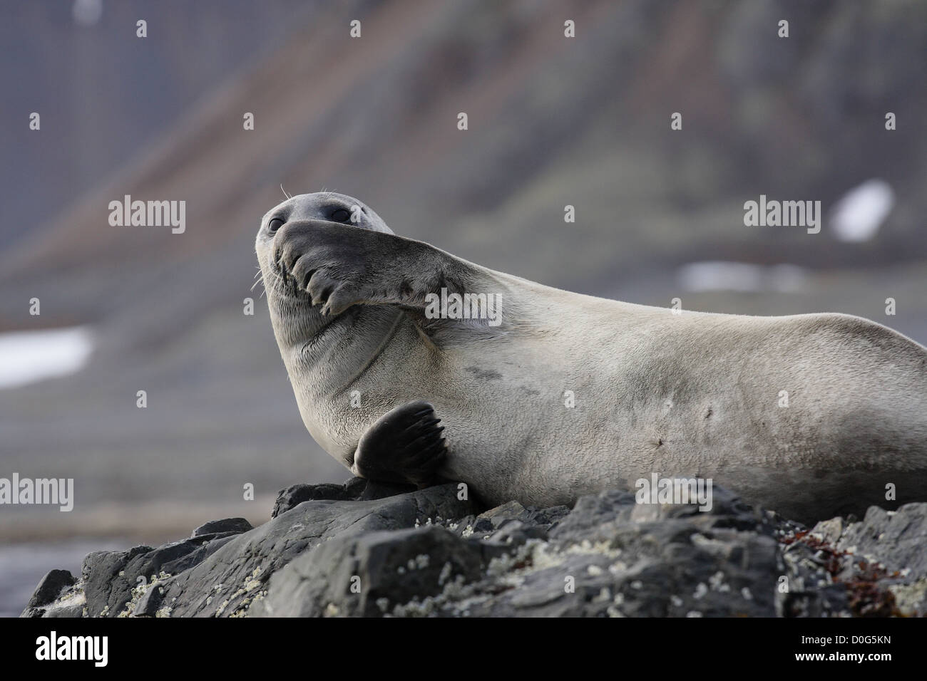 Seehund ausruhen am Strand Stockfoto