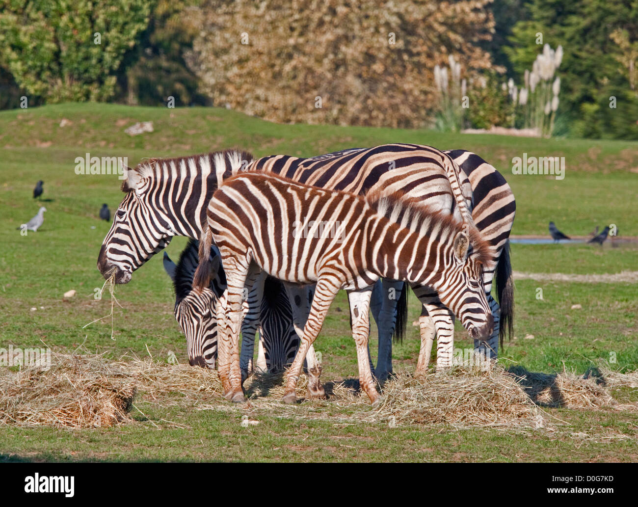 GREVY Zebras (Equus Grevyi), Costwold Wildlife Park, Oxfordshire, England Stockfoto