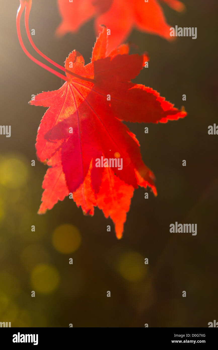Zwei rote Acer Blätter zurück beleuchteten und überlappende Schatten des anderen Blattes durch zeigen Stockfoto