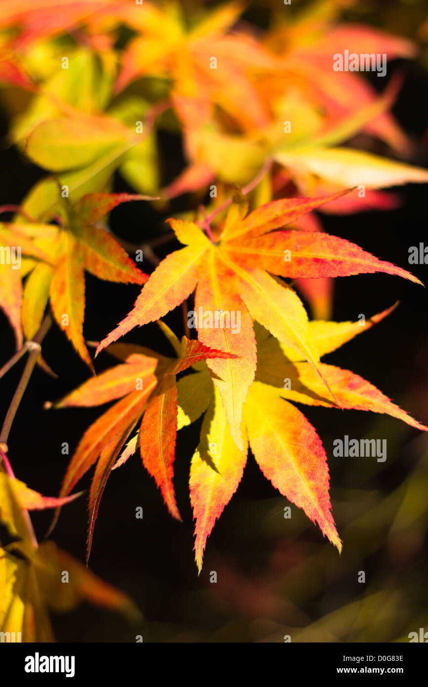 gelb und orange Acer Blätter in der Herbstsonne Stockfoto