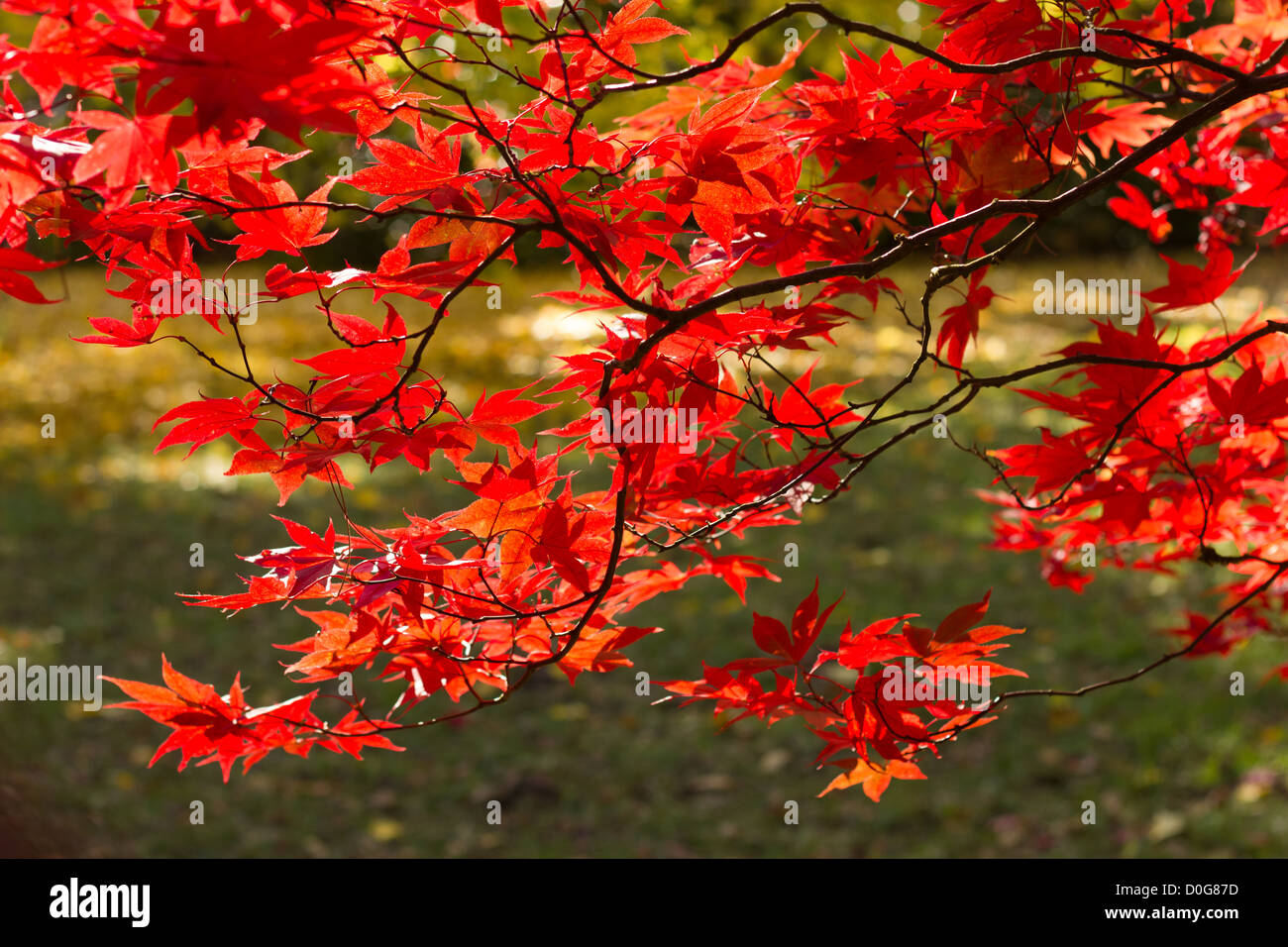 Blätter rot Acer Zweig zurück lite im Sonnenschein, schönen Herbst Schuss mit kräftigem Rot Stockfoto