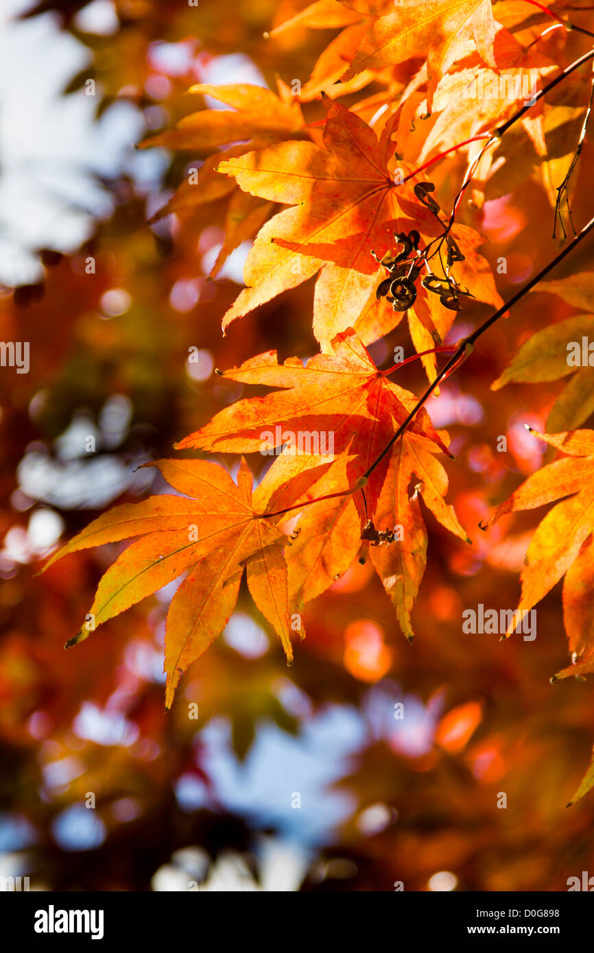 Goldene Acer lässt im Herbst, in der Nähe Schuss aus Blättern, Bokeh, unscharfen Hintergrund um Details anzuzeigen Stockfoto