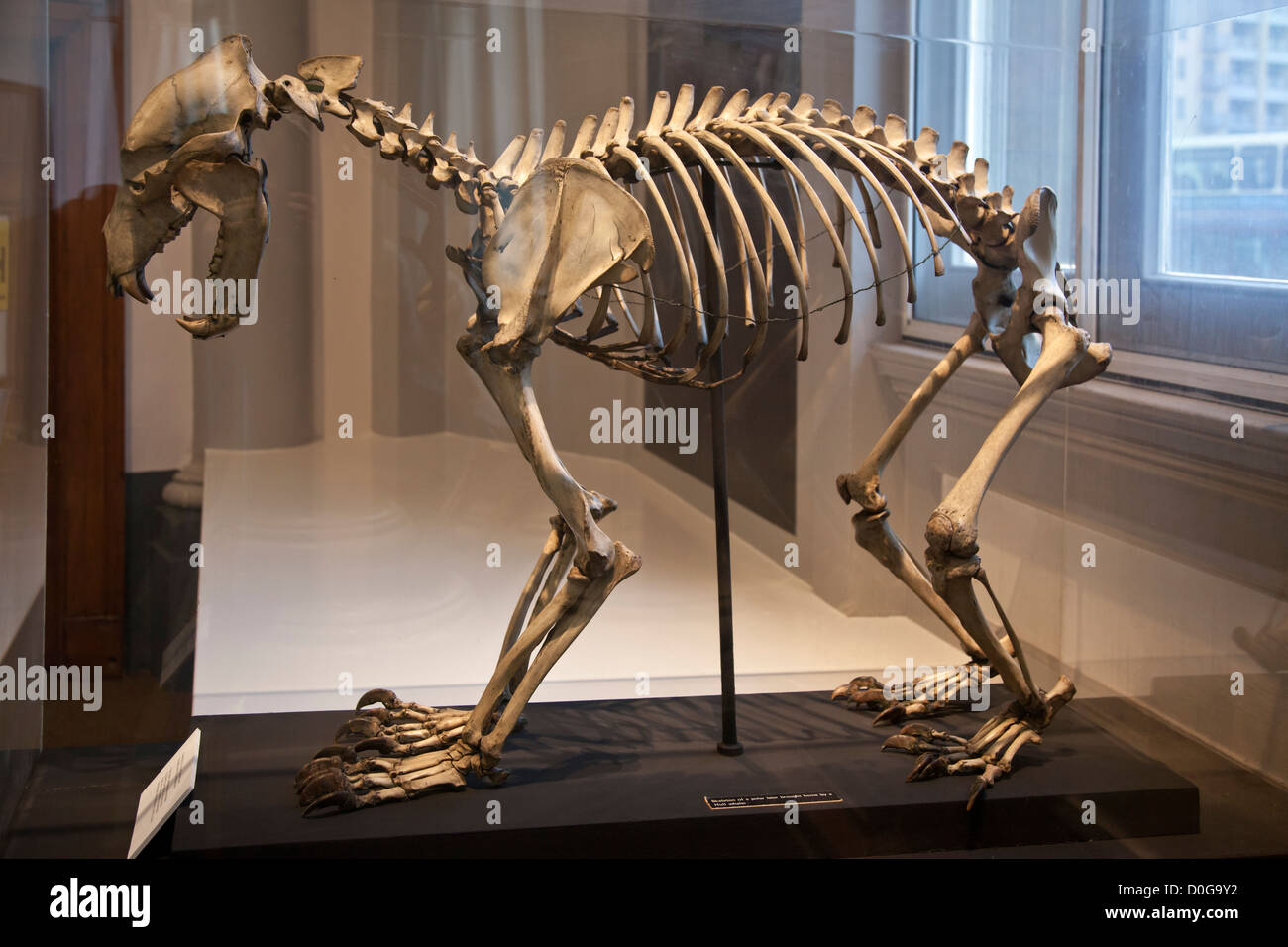 Skelett eines Eisbären in einem Glaskasten angezeigt Stockfoto