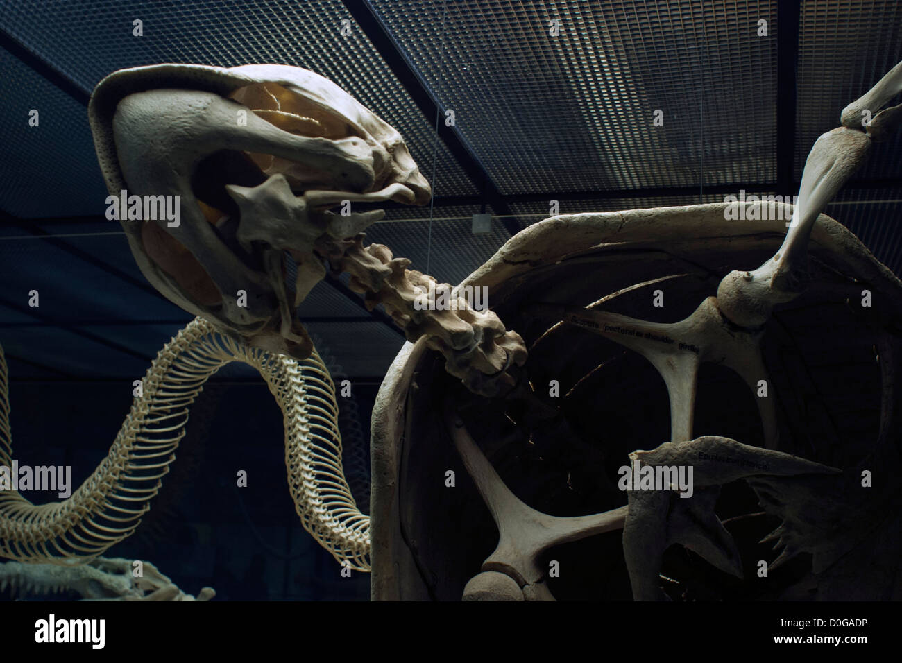 Skelett Schildkröte schwimmt auf dem Display an das American Museum of Natural History in New York City. Stockfoto