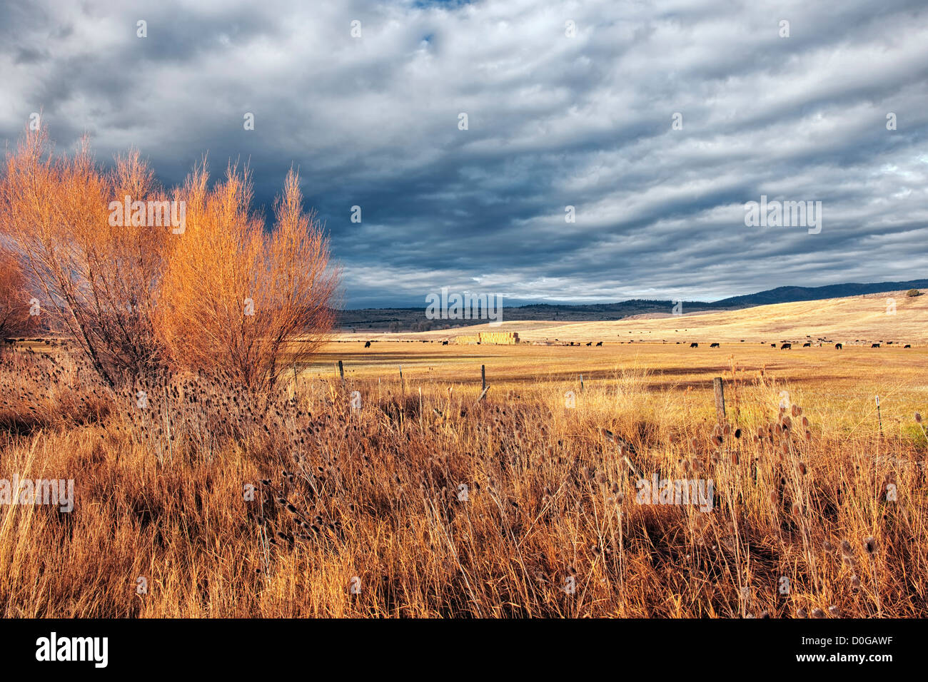 Herbstmorgen Licht taucht dieses Feld von Vieh in NE Oregon Baker County. Stockfoto