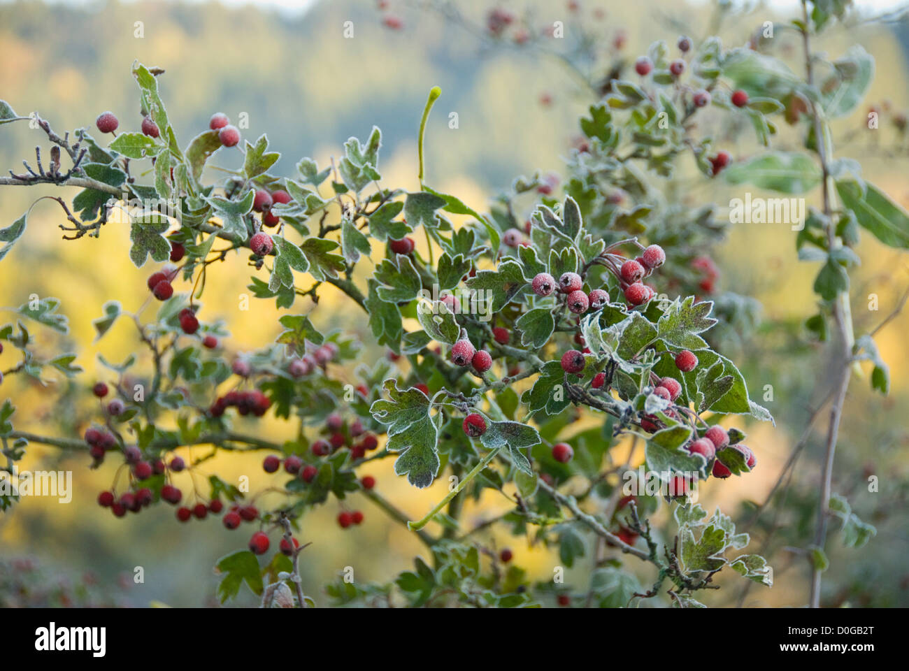 Gefrorene Beeren zu Beginn des Winters in den Ardennen, Belgien, Stockfoto