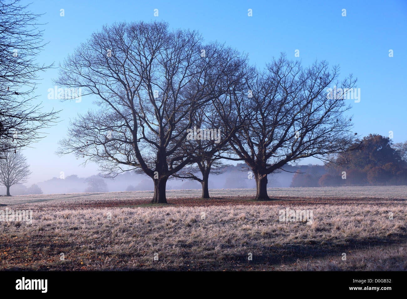 Winter Wald Stockfoto
