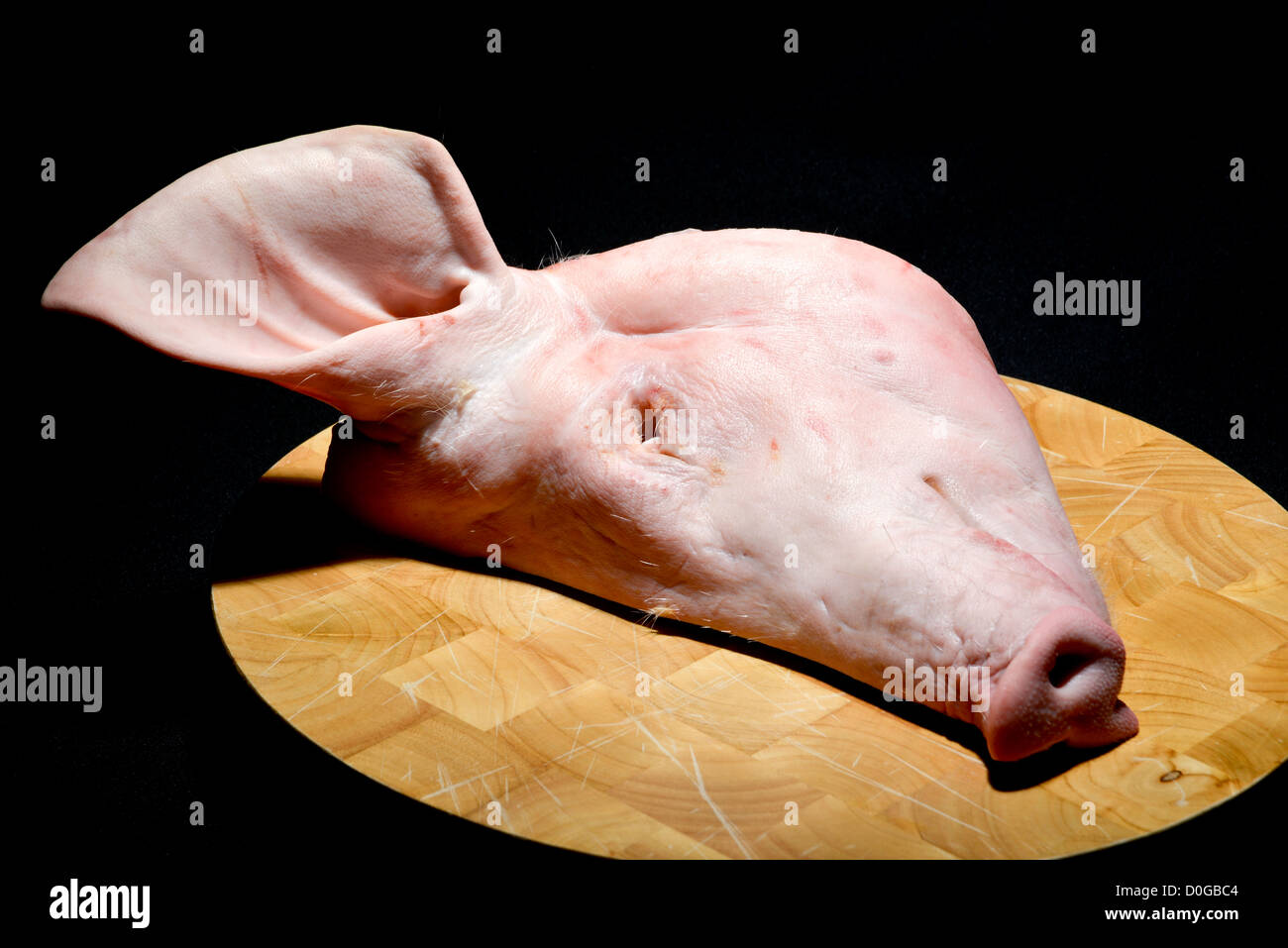 Eine halbe Schweine geschlachtet Kopf auf einem Buchenholz Metzger block Schneidebrett fertig gekocht, auf einem schwarzen Hintergrund. Stockfoto