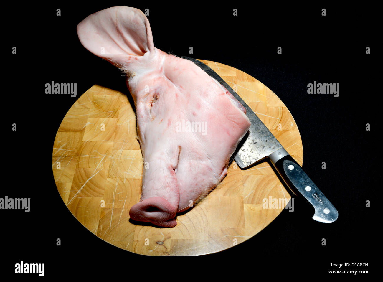 Rohes Schweine geschlachtet werden Kopf und einem großen Deba Messer auf einem Buchenholz Metzger Block, Schneidebrett mit einem schwarzen Hintergrund. Stockfoto