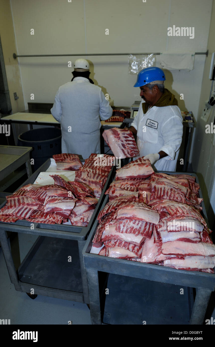 Metzger, sortieren und Verpacken Wildschwein Rippen auf Broken Arrow Ranch in Texas Ingram Stockfoto