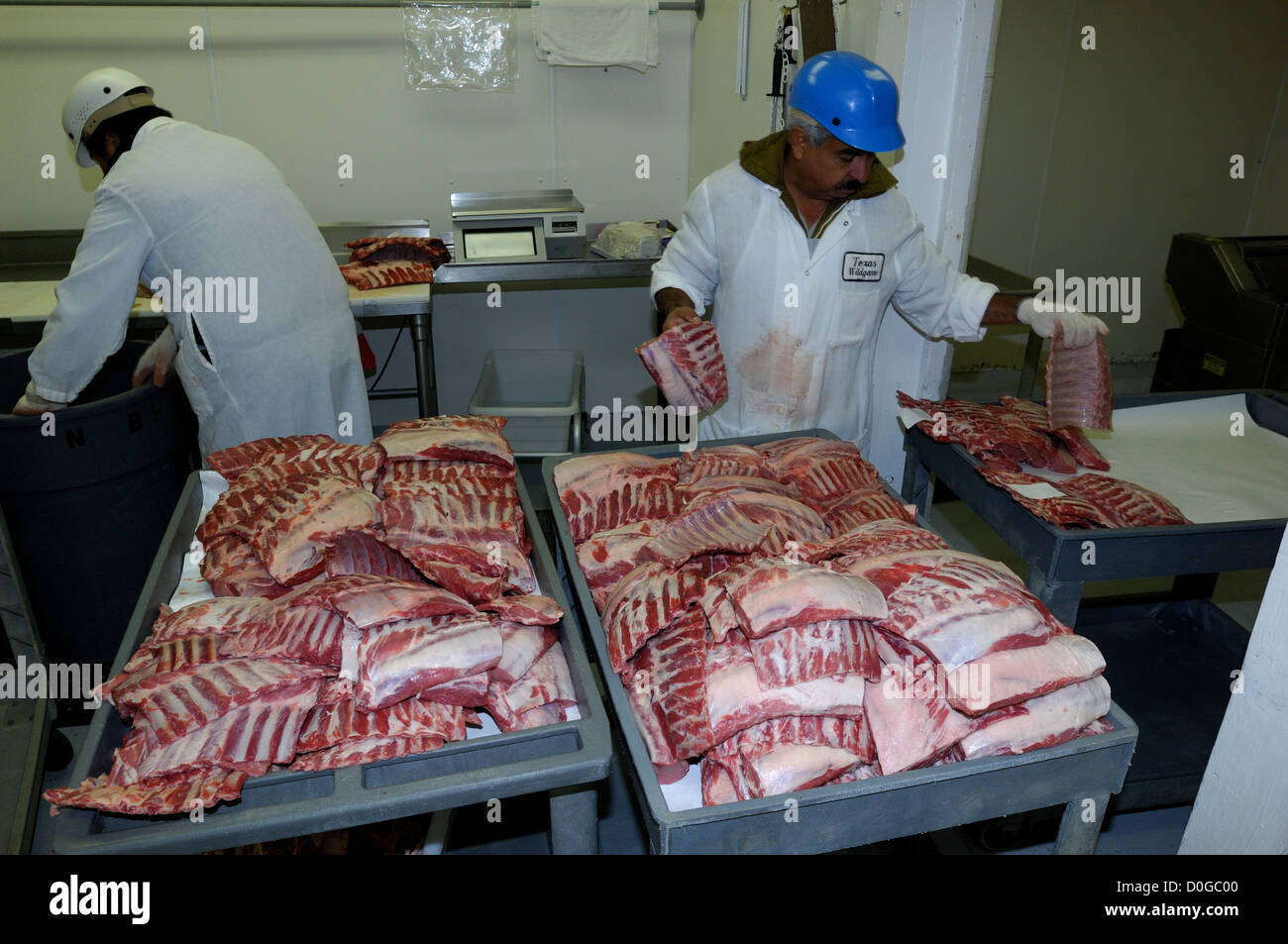 Metzger, sortieren und Verpacken Wildschwein Rippen auf Broken Arrow Ranch in Texas Ingram Stockfoto