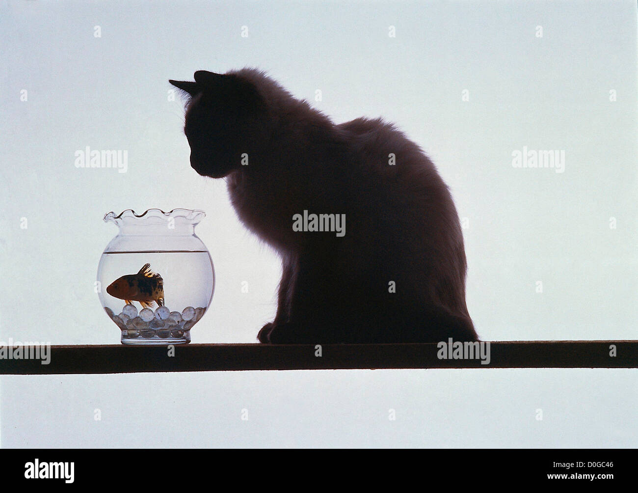 Katze Fisch im Goldfischglas zu betrachten Stockfoto