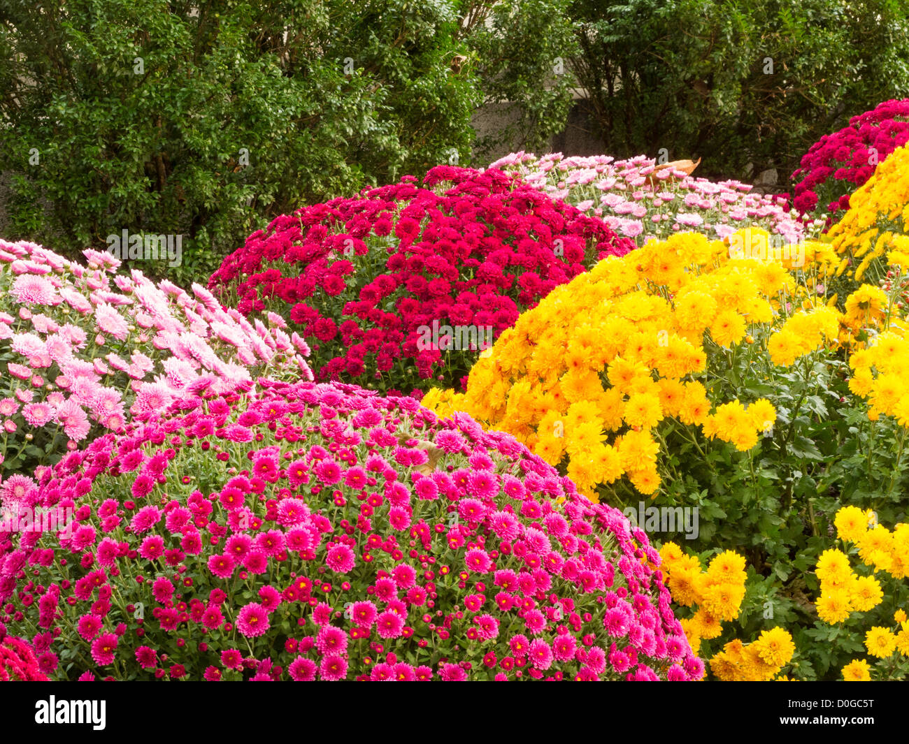 Chrysanthemen im Herbst Display, USA Stockfoto