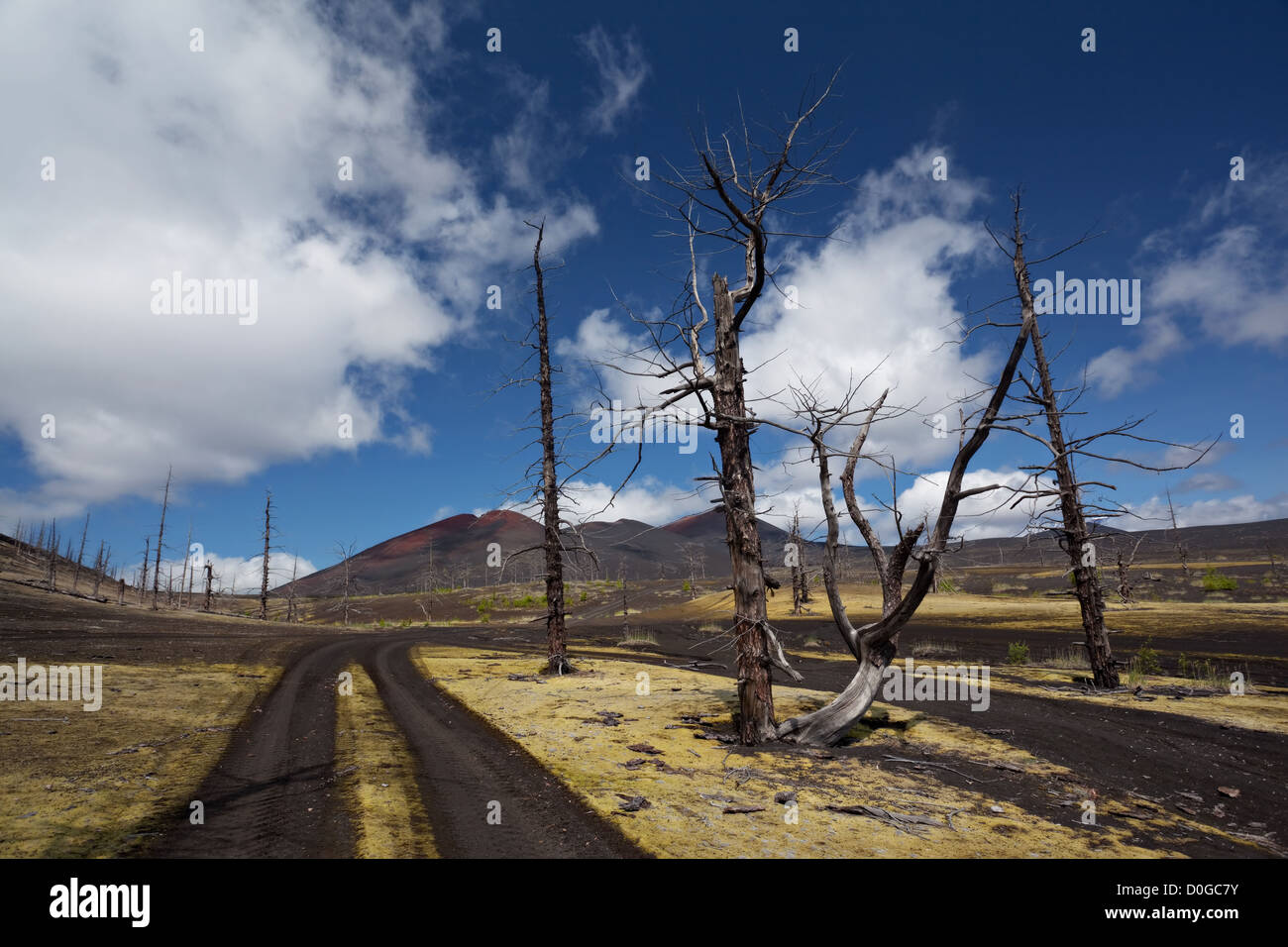 Toter Wald. In der Nähe von Tolbachik Vulkan Tolbachik Dol. Im Bereich der BTTI. Vulkanische Wüste. Kamtschatka-Landschaften. Fernen Osten. Russland. Stockfoto