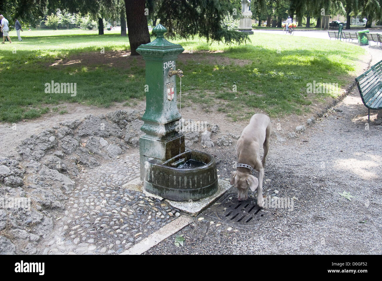 Hund und Brunnen Stockfoto