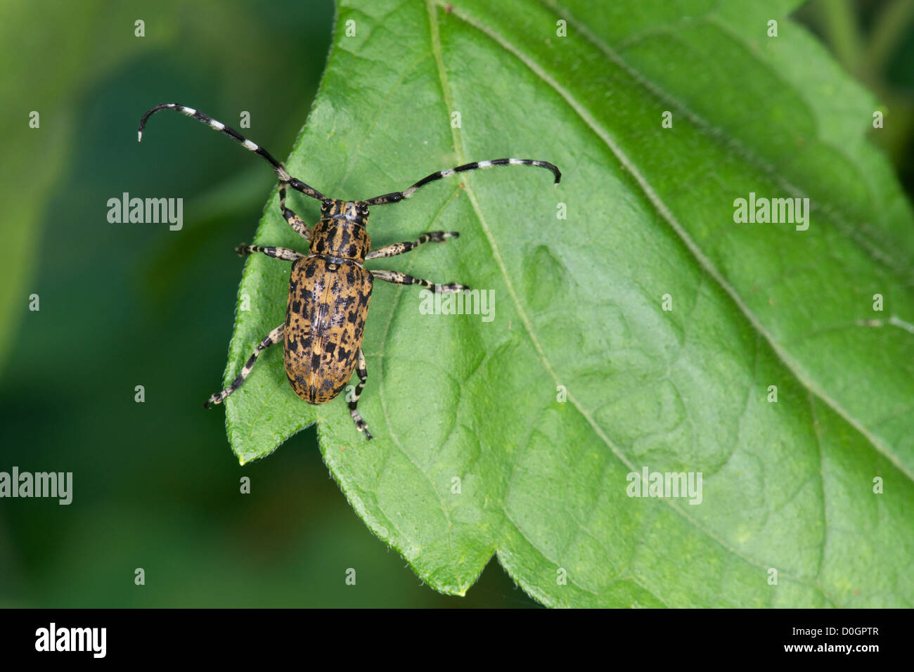 Lamiinae lange gehörnter Käfer des Stammes Mesosini. Stockfoto