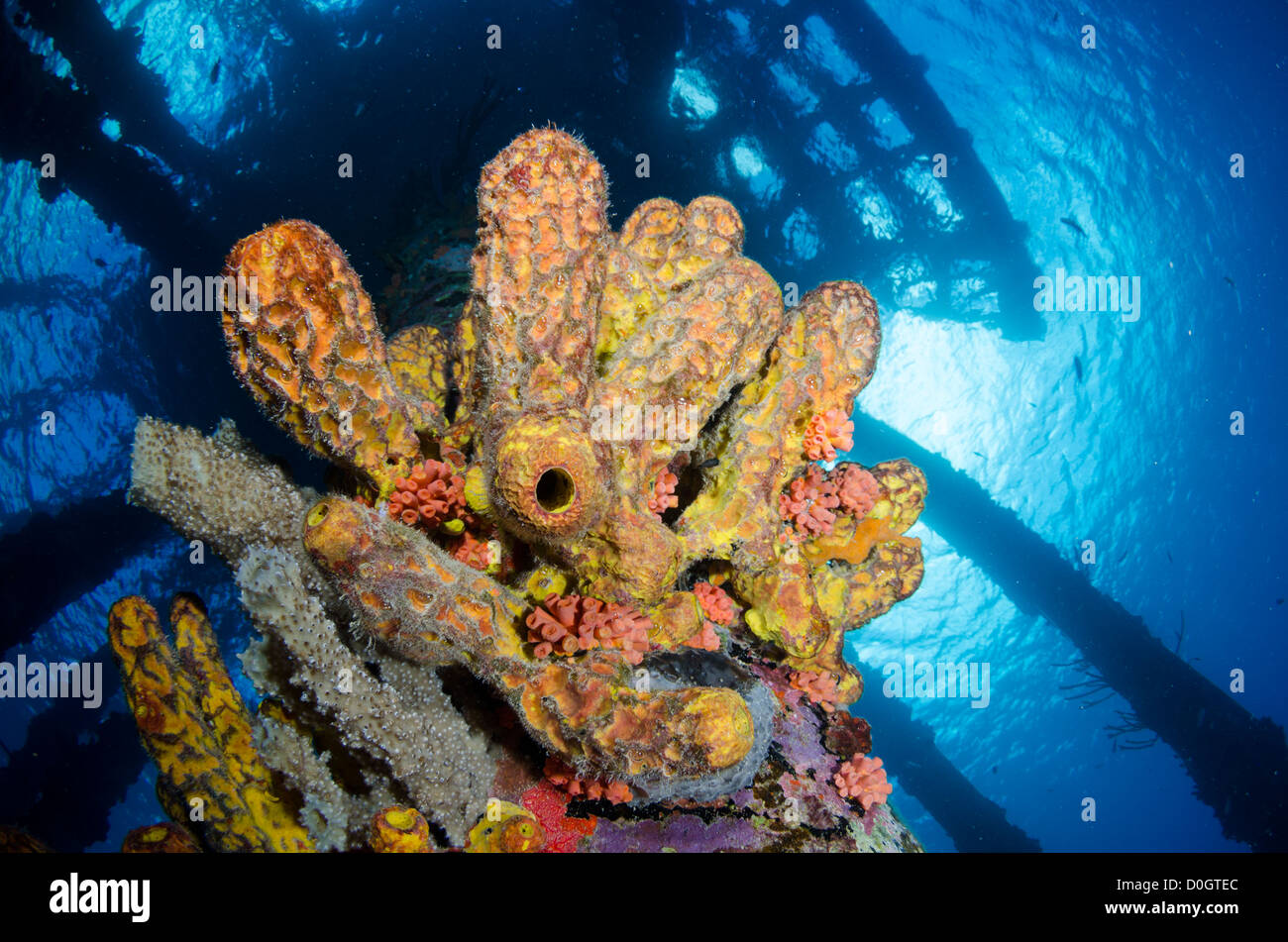 Bonaire, Niederländische Antillen, Caribbean Stockfoto