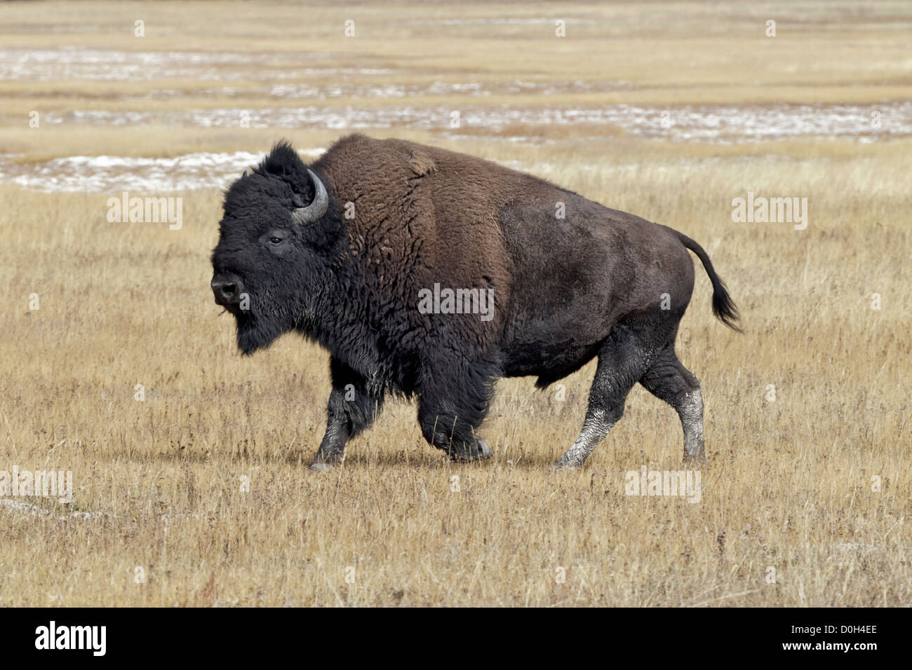 Ein Erwachsener Alpha männliche amerikanische Bison Stockfoto