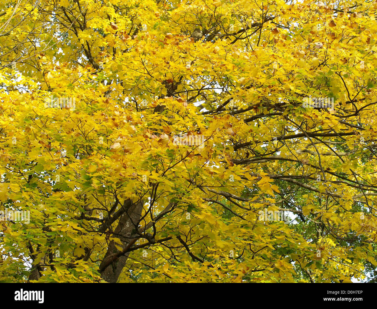 Ahornbaum in herbstlichen Farben / Ahornbaum in Herbstlichen Farben Stockfoto