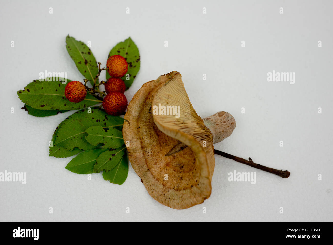 Ein Pilz, Lactarius Deliciosus, liegend auf einem Ast des Baumes Arbutus mit seinen Früchten Stockfoto