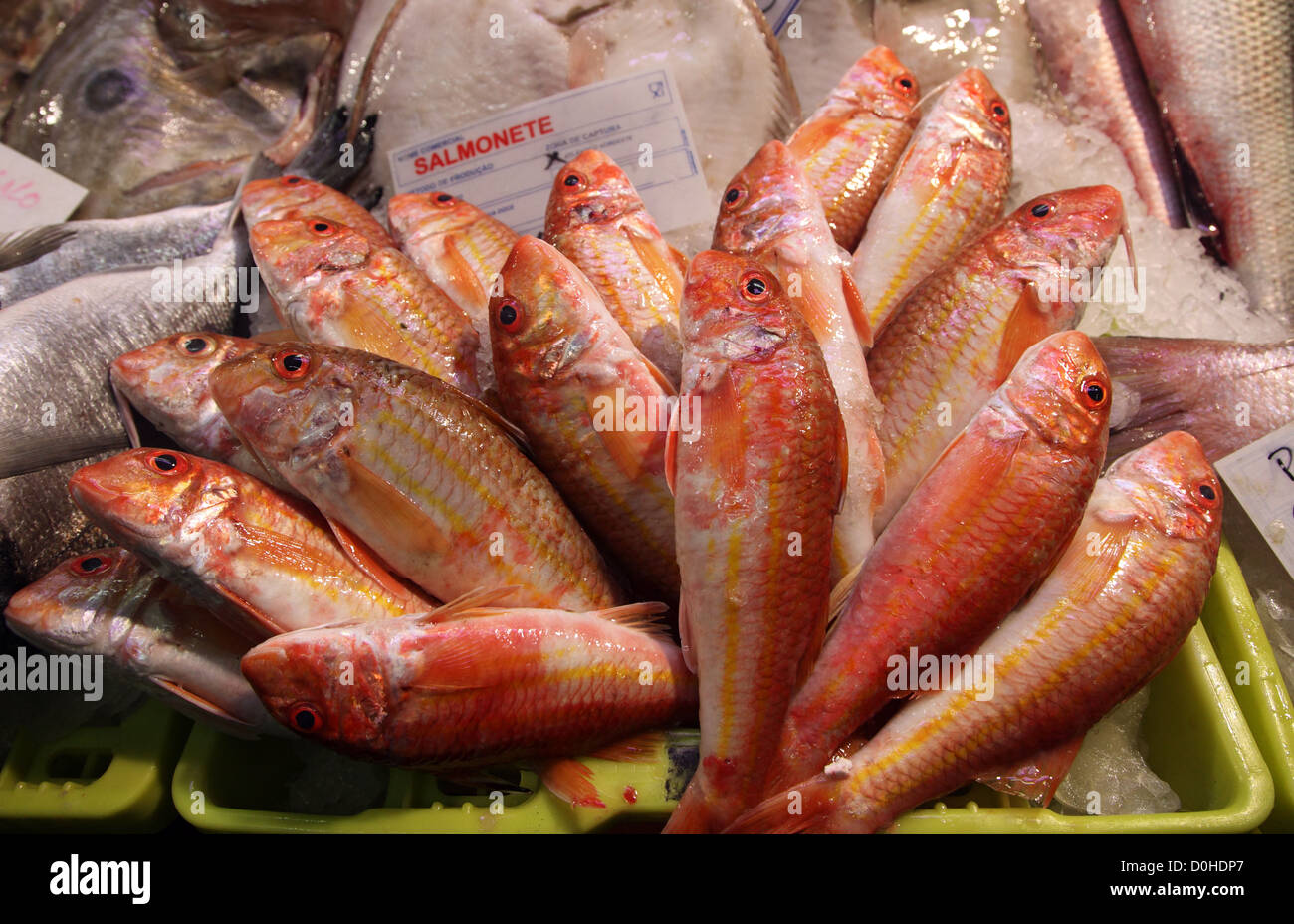 Portugiesische Rotbarbe, Salmonete, auf Verkauf in Lissabon Fischmarkt Stockfoto