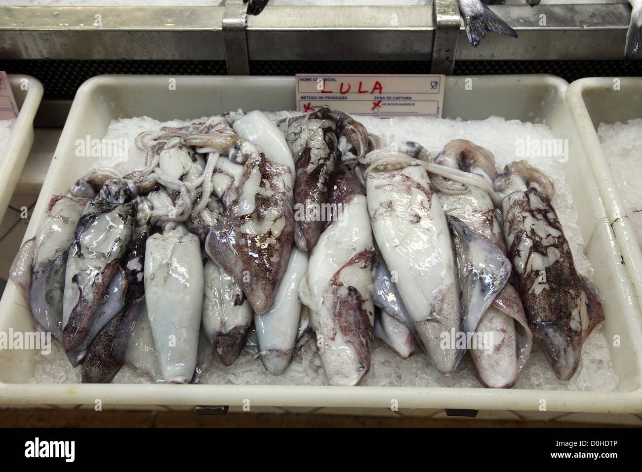 Tintenfisch (Lula) auf Verkauf in Lissabon Fischmarkt Stockfoto