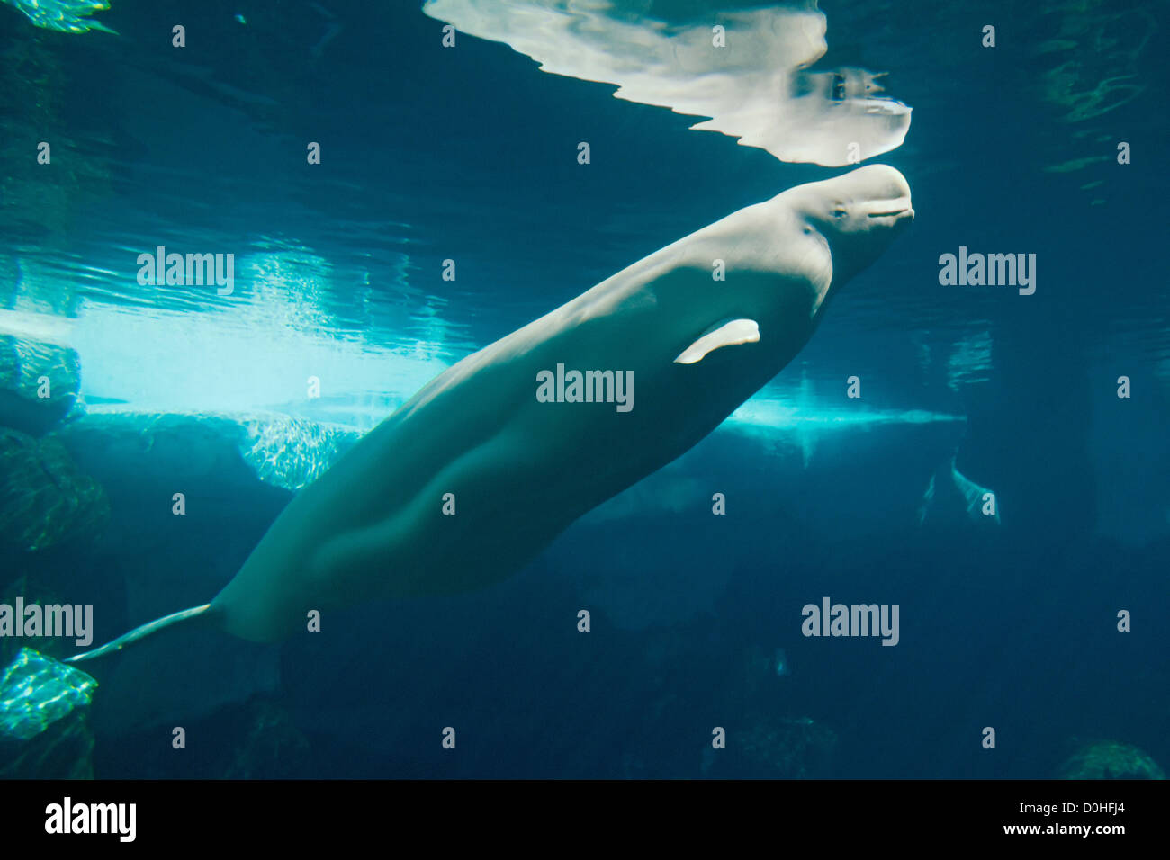 Wie Lange Kann Ein Wal Unter Wasser Bleiben www.alamy.de