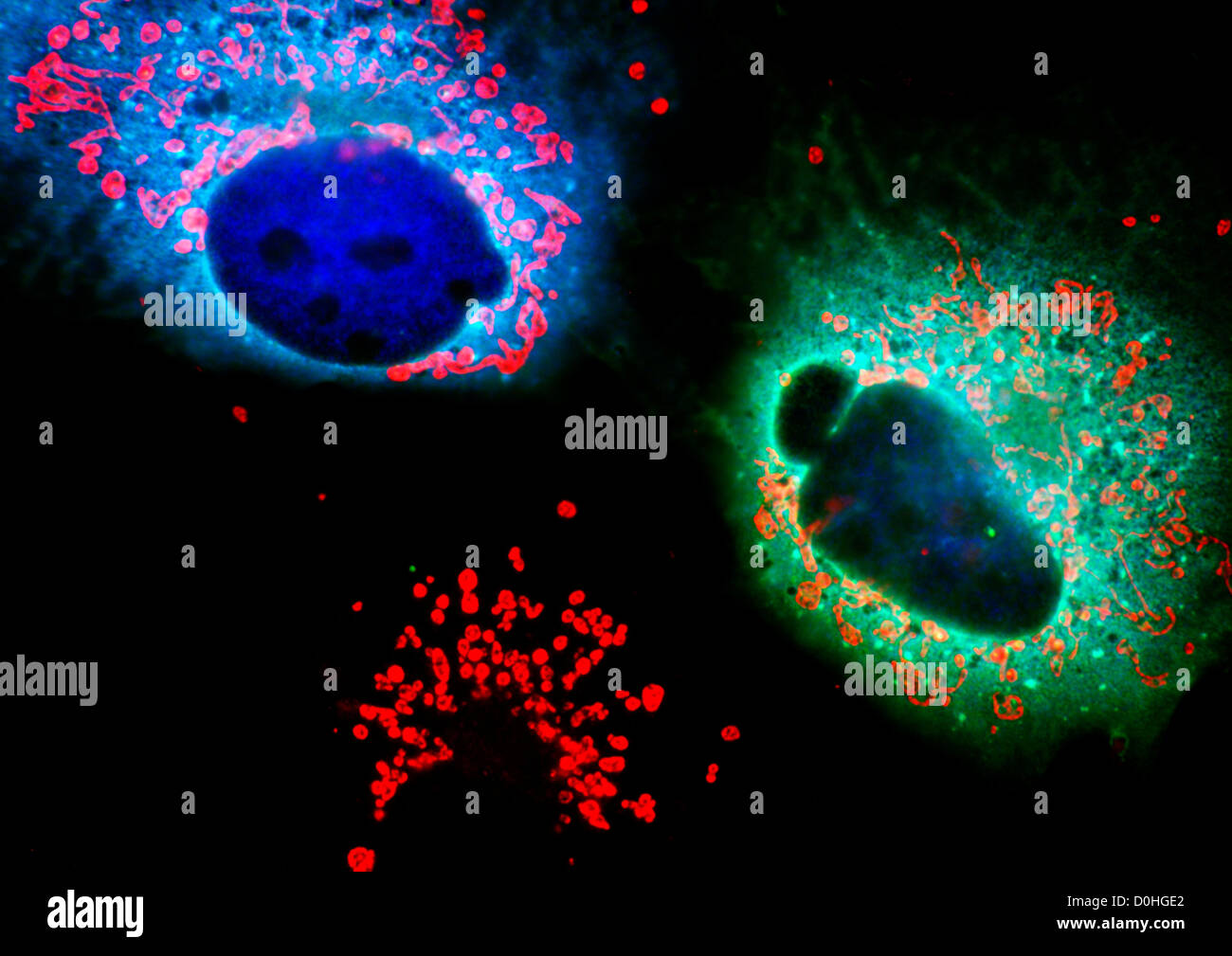 Gentechnisch veränderte Zellen, mikroskopische Ansicht Stockfoto