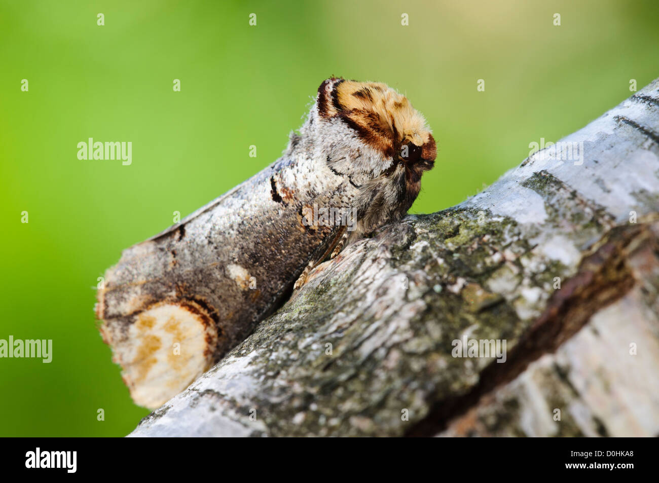 Ein Buff-Tip Motte (Phalera Bucephala) sitzt auf einem Ast der Birke und emuliert einen gebrochenen Zweig im gemeinsamen Naturreservat Thursley Stockfoto