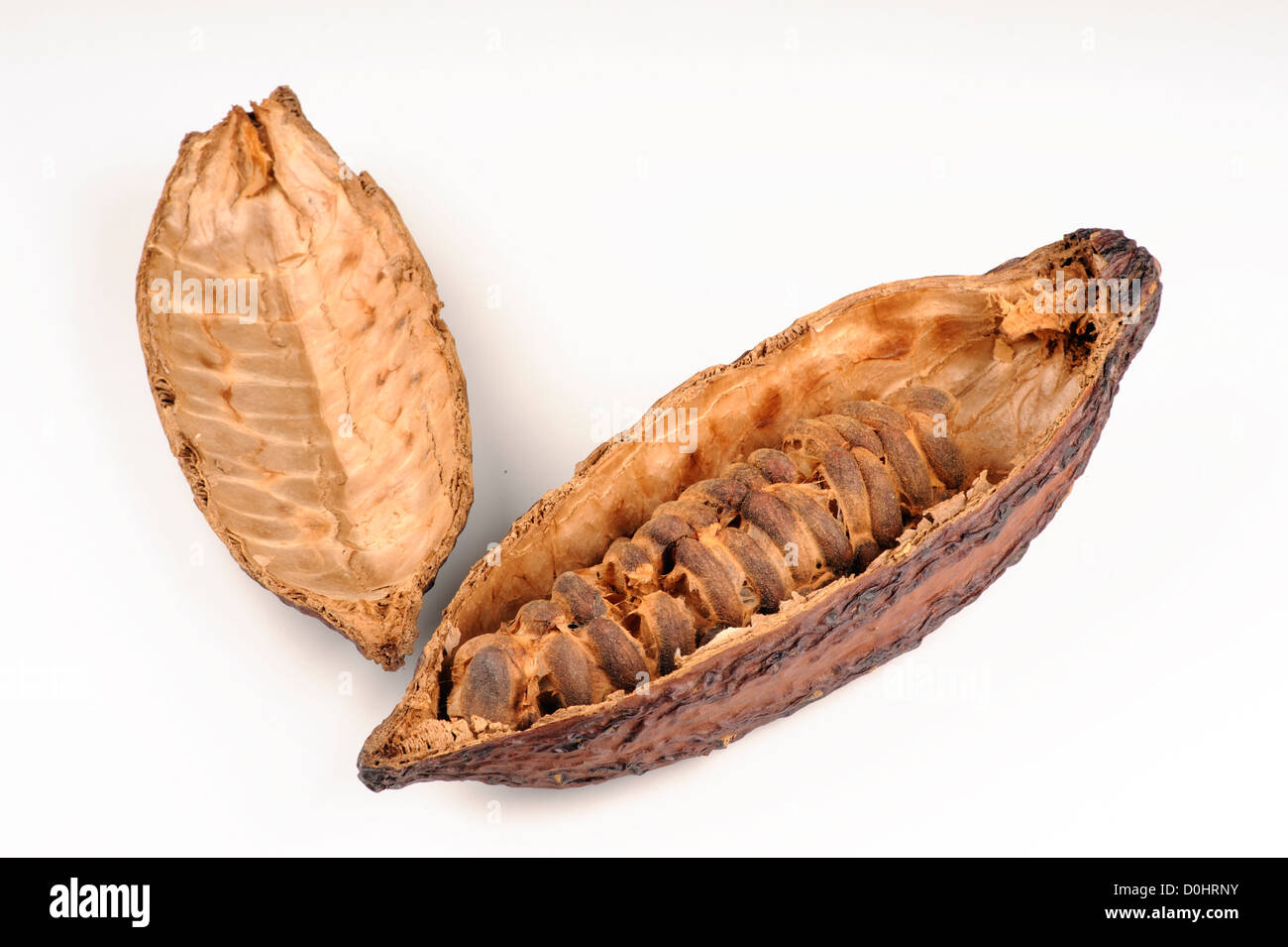 Kakaofrucht mit Bohnen Stockfoto