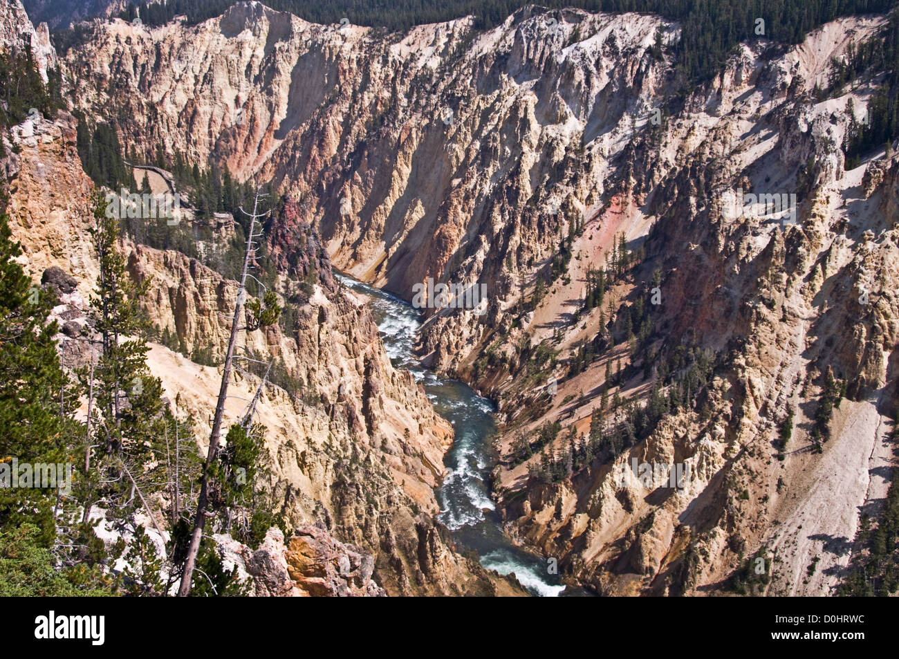 Grand Canyon of the Yellowstone - Nationalpark Yellowstone - Wyoming, USA Stockfoto