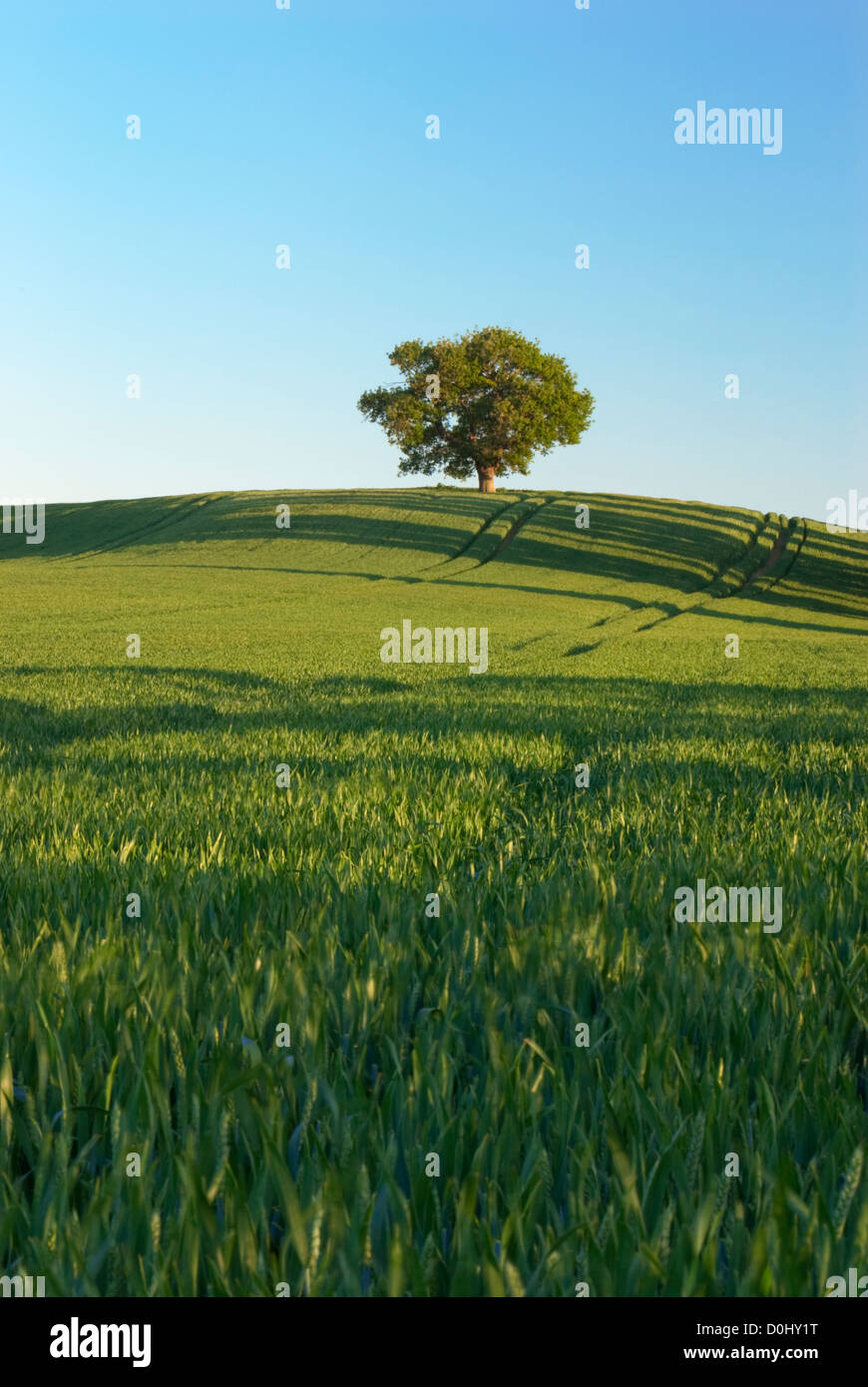 Eine einsame Eiche thront auf der Braue des Hügels am Teynham in Kent. Stockfoto