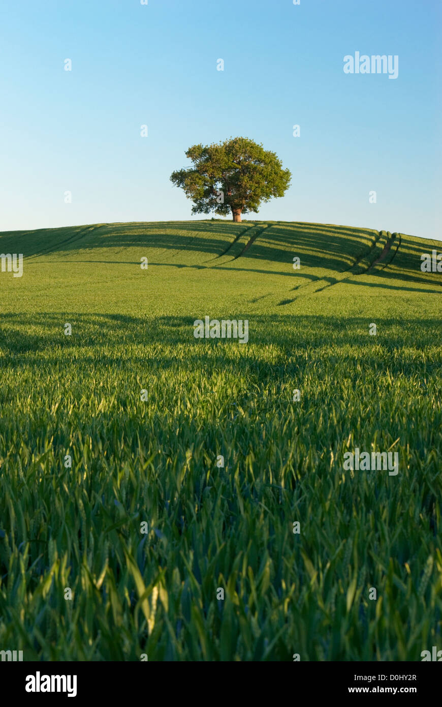 Eine einsame Eiche thront auf der Braue des Hügels am Teynham in Kent. Stockfoto