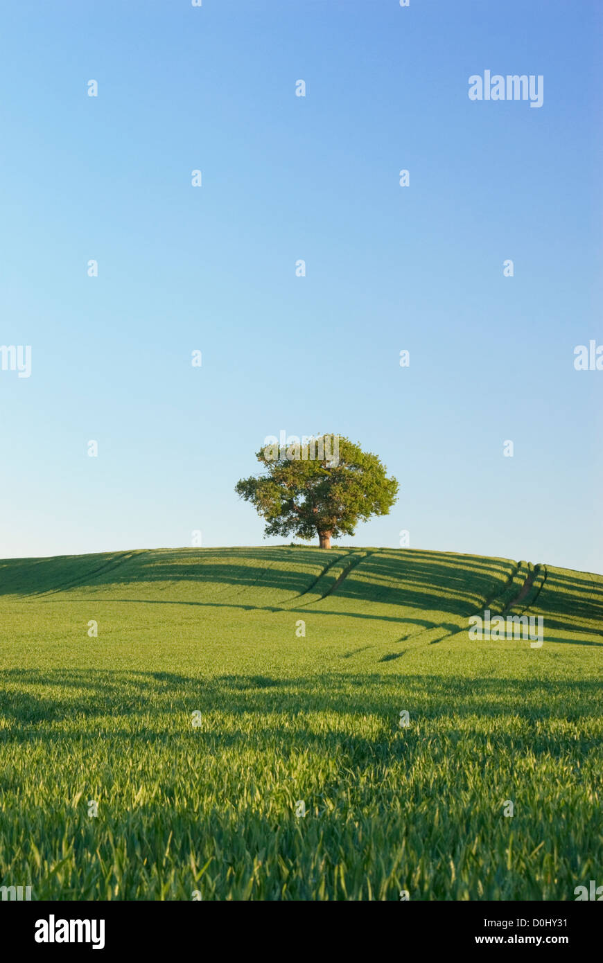 Eine einsame Eiche thront auf der Braue des Hügels am Teynham in Kent. Stockfoto