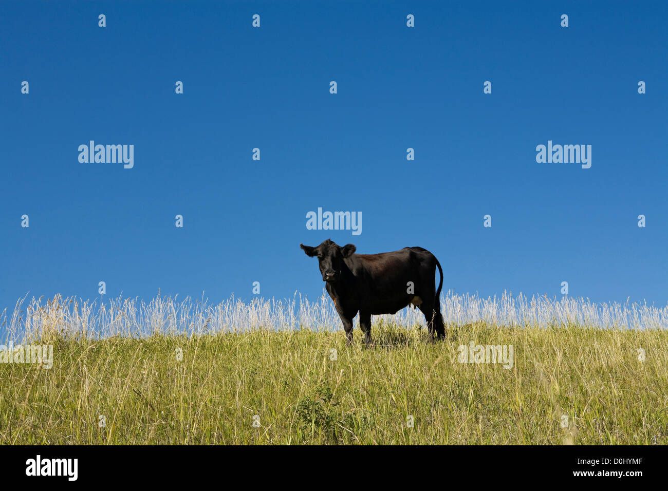 Eine schwarze Kuh Stockfoto