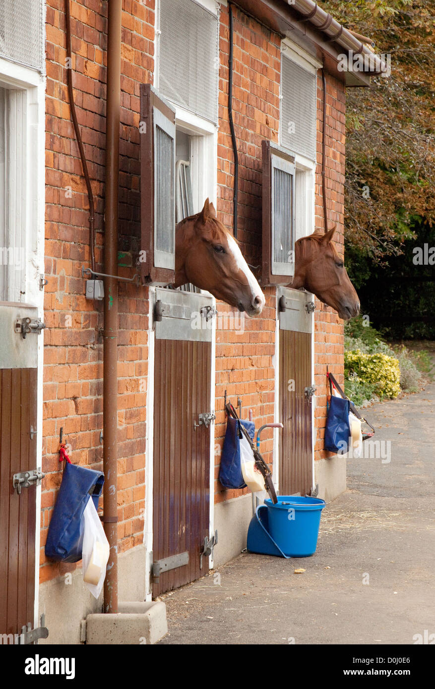 2 Pferde in ihren Ställen, Newmarket Suffolk UK Stockfoto