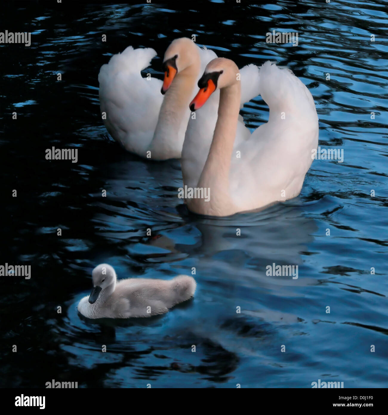 Familie der Höckerschwäne Stockfoto