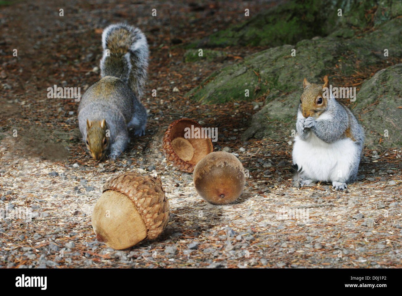 Zwei Eichhörnchen und einige riesige Eicheln Stockfoto