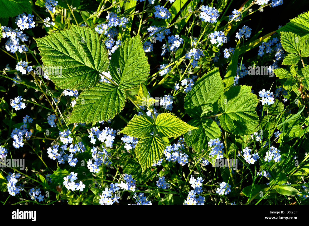 Junge Pflanze mit Himbeer Rohrstock (Rubus Idaeus) in der Mitte der Blumen Vergissmeinnicht (Myosotis) im Garten, im Mai. Stockfoto