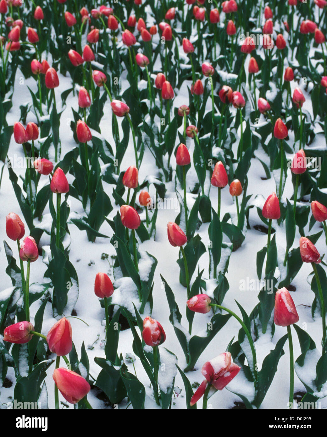 Ein Feld von Tulpen im Nachsaison Schnee begraben Stockfoto